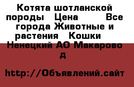 Котята шотланской породы › Цена ­ 40 - Все города Животные и растения » Кошки   . Ненецкий АО,Макарово д.